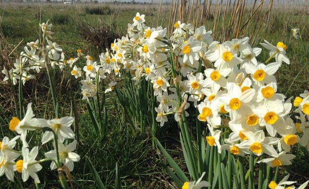נרקיס מצוי באחו נוב (צילום: אבי בן דוד)