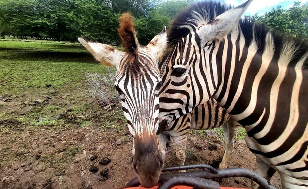 ספארי בפארק Bel Ombre Nature Reserve