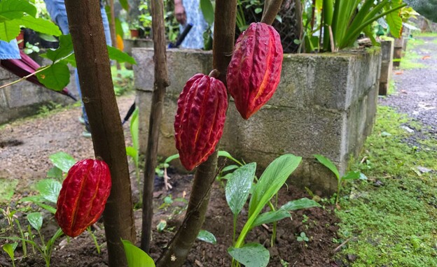 מטע הוניל בכפר St julien