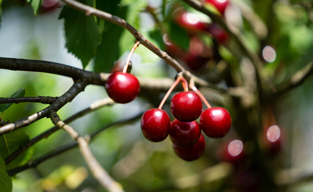 דובדבן חמוץ