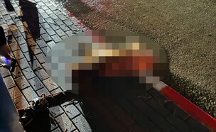 הכלבה שהתחשמלה (צילום: אלבום פרטי)