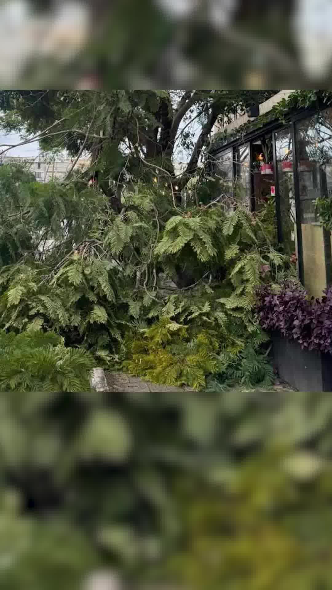 נזקי הסופה: עץ קרס על גג בתל אביב ברחוב המרכזי אבן גבירול