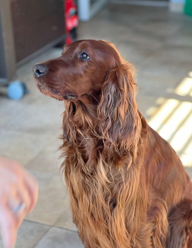 הכלבה שהתחשמלה