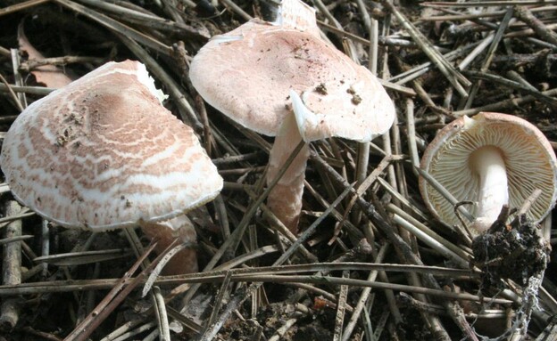 פטרייה רעילה (צילום: ויקיפדיה)