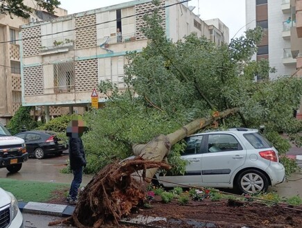 עצים ורמזורים קרסו: התיעודים מנזקי הסערה ברחבי הארץ