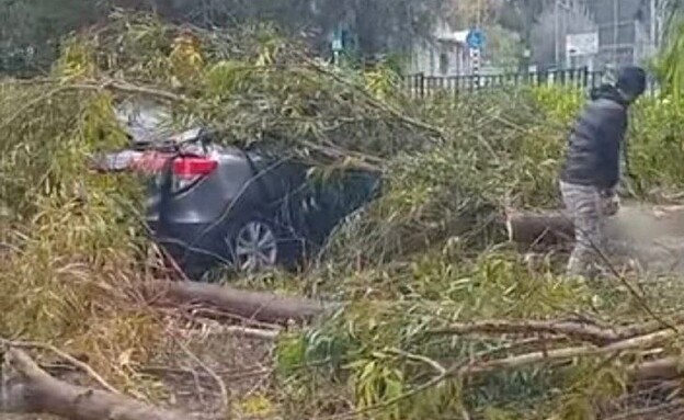 בעקבות מזג האוויר: עץ קרס על רכב במעלות