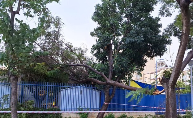 בשל מזג האוויר: עץ קרס בעכו