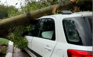 עץ נפל על רכבו בסופה - הנהג ניצל בנס (צילום: מתוך "חדשות הבוקר",  קשת 12  )