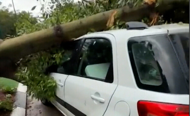 עץ נפל על רכבו בסופה - הנהג ניצל בנס (צילום: מתוך "חדשות הבוקר",  קשת 12  )