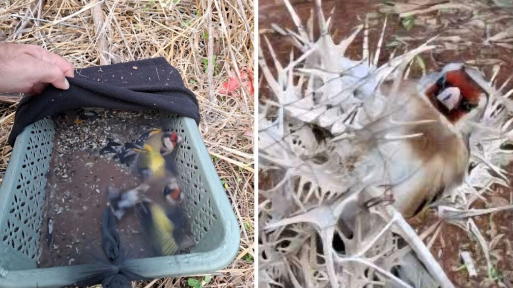 ציד החוחיות