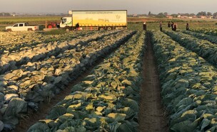 לקט ישראל (צילום: לקט ישראל)