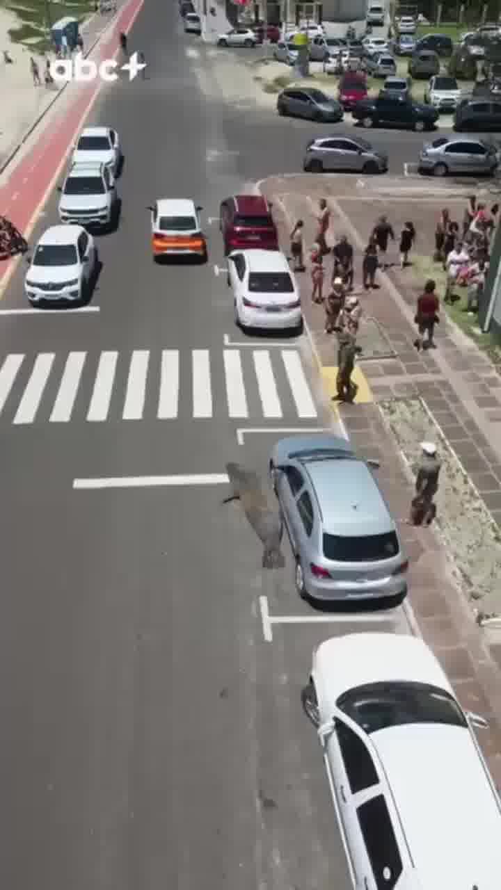 יצא לטיול בוקר: פיל ים דרומי שוטט ברחובות ברזיל - וגרם לפקקי תנועה