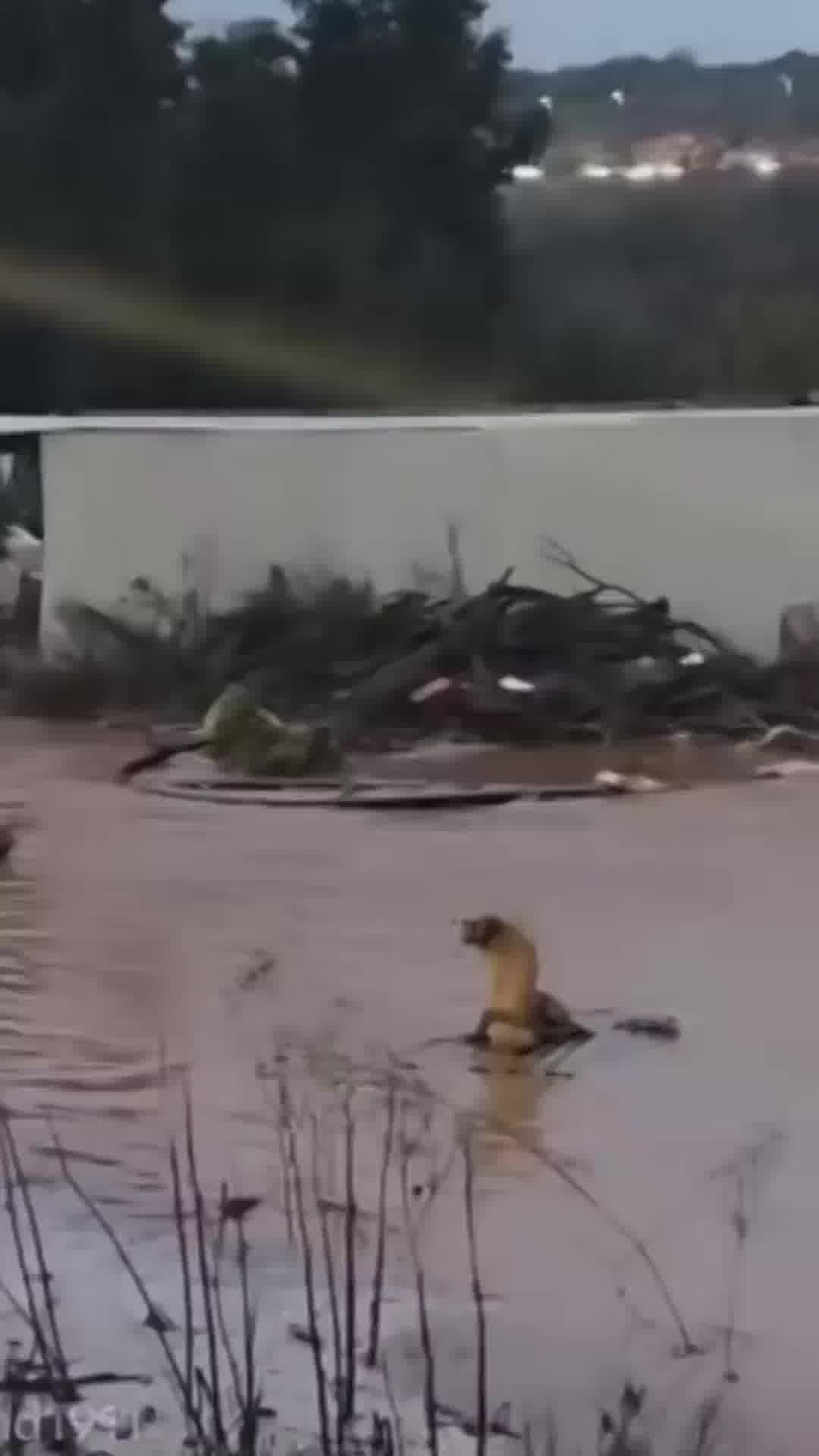 הכלב שנתקע באמצע ההצפות בקלקיליה חולץ בשלום