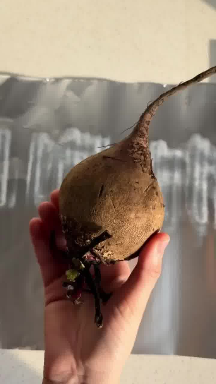 המספרים מוכיחים: זה סלט הסלק שהישראלים הכי אוהבים