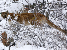 אישה נמצאה מתה בפארק, הרשויות חושדות: פומה תקפה אותה
