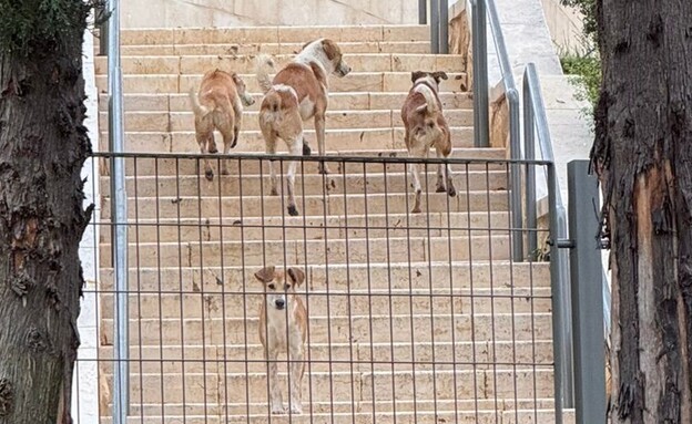להקת הכלבים בגן סאקר להקת הכלבים בגן סאקר