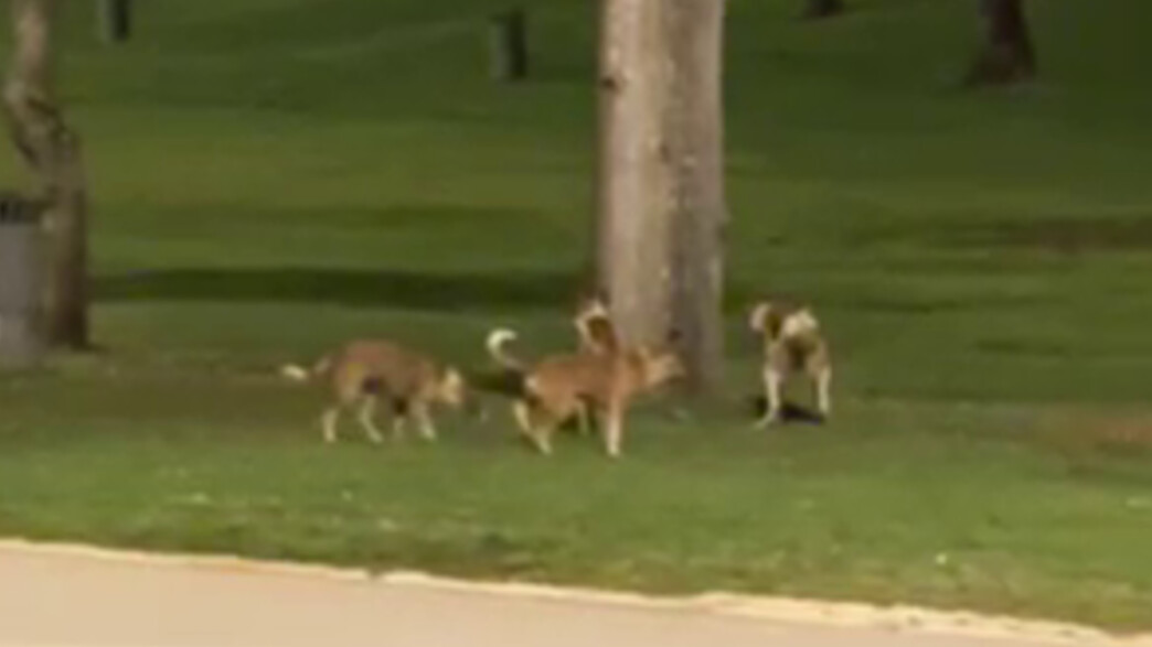 כלבים תוקפניים בבירה: תושבי ירושלים חוששים משיטוט בגן סאקר - אורח חיים news from mako