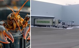 שוד הלובסטרים (צילום: 123rf  |  WJAR)