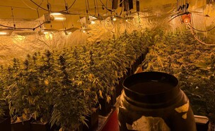 הסמים שנתפסו באשקלון (צילום: דוברות המשטרה)