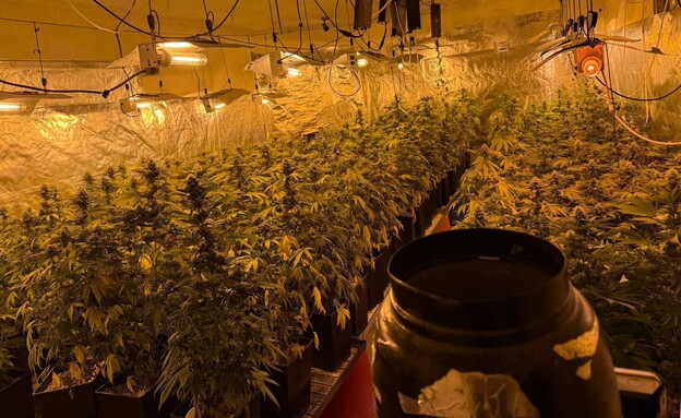 הסמים שנתפסו באשקלון (צילום: דוברות המשטרה)