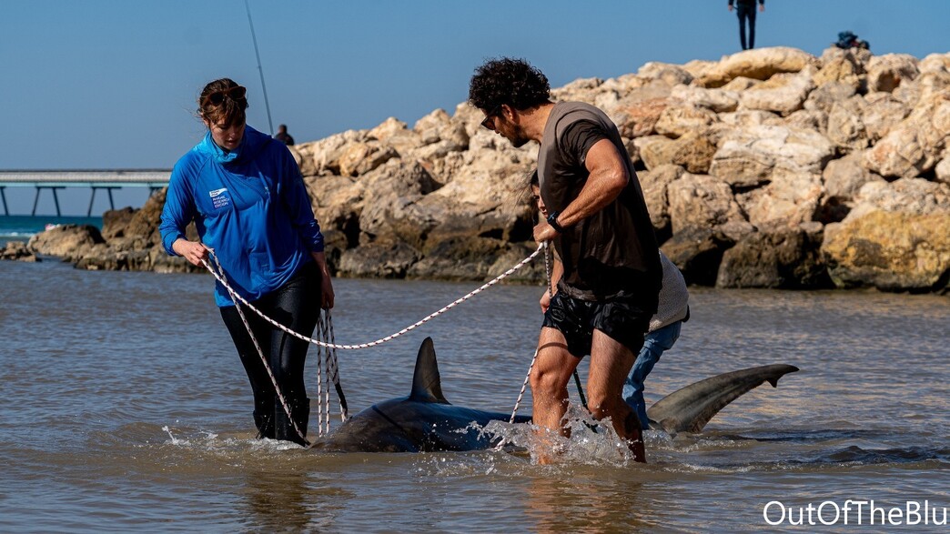 הכרישה שנמצאה בחדרה מתה