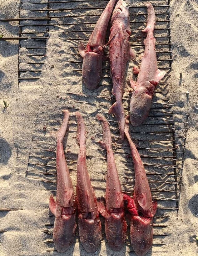 העוברים שנמצאו בנתיחה