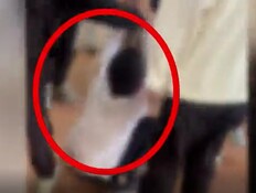 ליאם הותקף בביה"ס, הצוות לא בא - גם יום אחרי