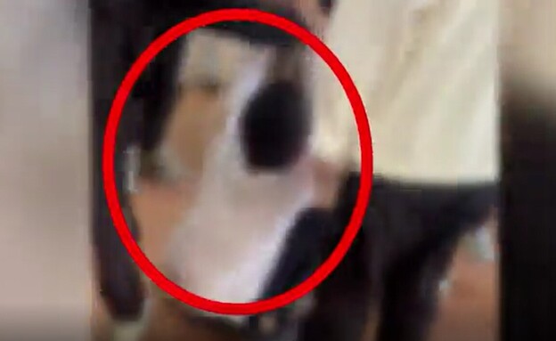 תיעוד: נער מותקף באלימות בבית הספר