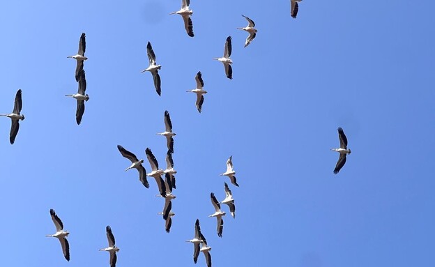 התמונה האחרונה שאביב צילמה - שקנאים בשמיים 