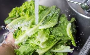 שוטף חסה (צילום:  Pj Aun, shutterstock)