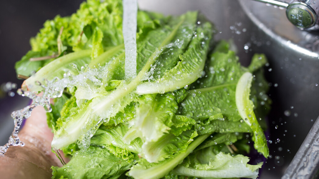 שוטף חסה שוטף חסה