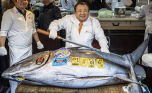 טונה כחולת סנפיר (צילום: YUICHI YAMAZAKI, Getty Images)