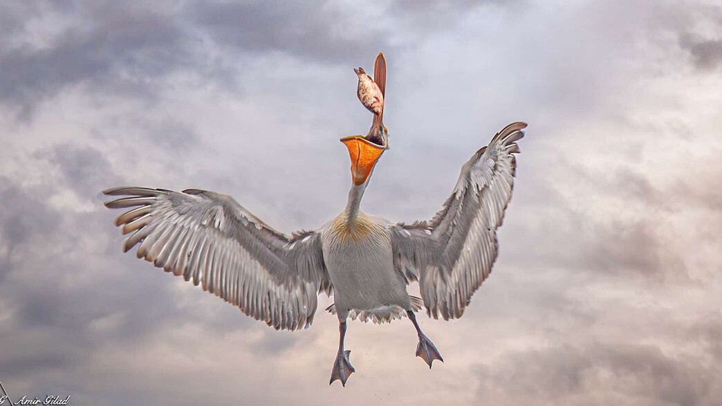 התמונות הכי יפות 2026