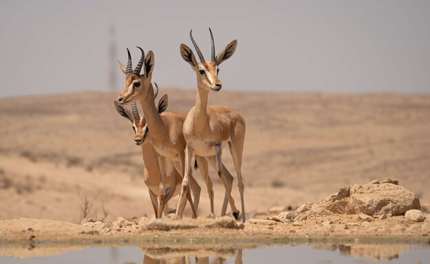 התמונות הכי יפות 2026