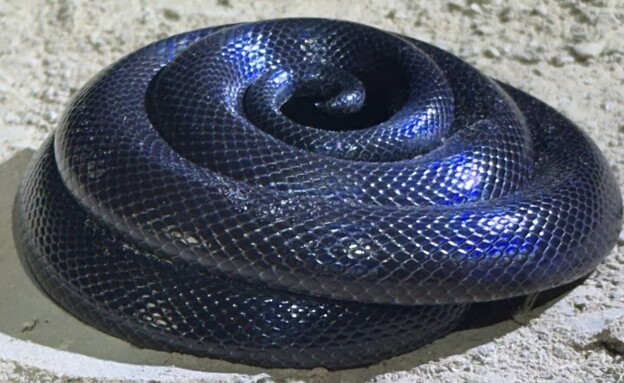 נערה הוכשה ע"י נחש שה-AI אמר לה שאינו ארסי נערה הוכשה ע"י נחש שה-AI אמר לה שאינו ארסי