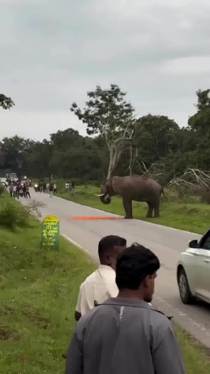 רצה תמונה עם פיל, והצטער על זה מיד