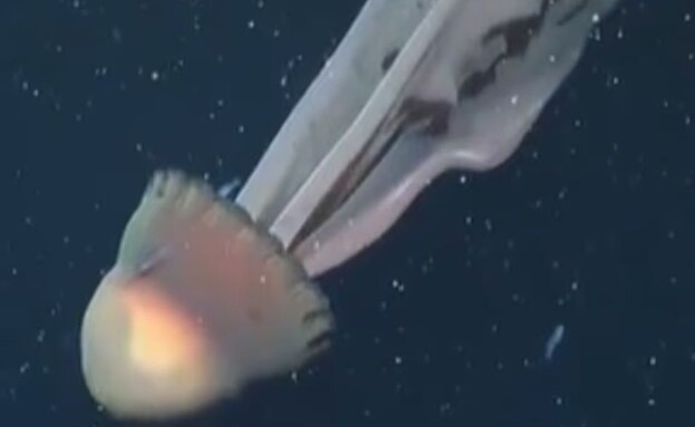 מדוזת רפאים ענקית