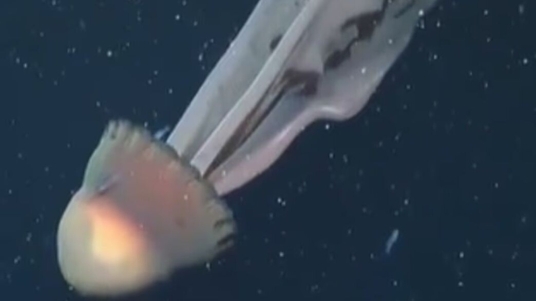 מדוזת רפאים ענקית