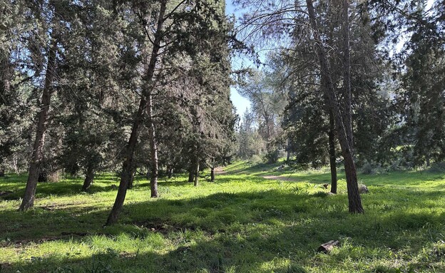 ירוק יער ראש העין