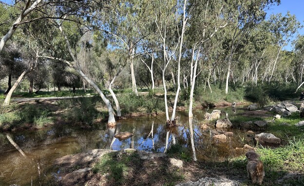 יער ראש העין נחל ירוק