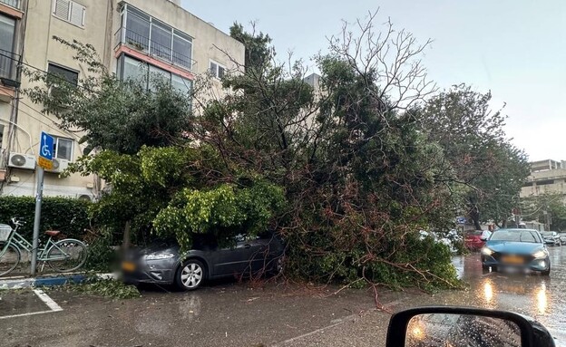 קריסת עץ בירמיהו, תל אביב קריסת עץ בירמיהו, תל אביב