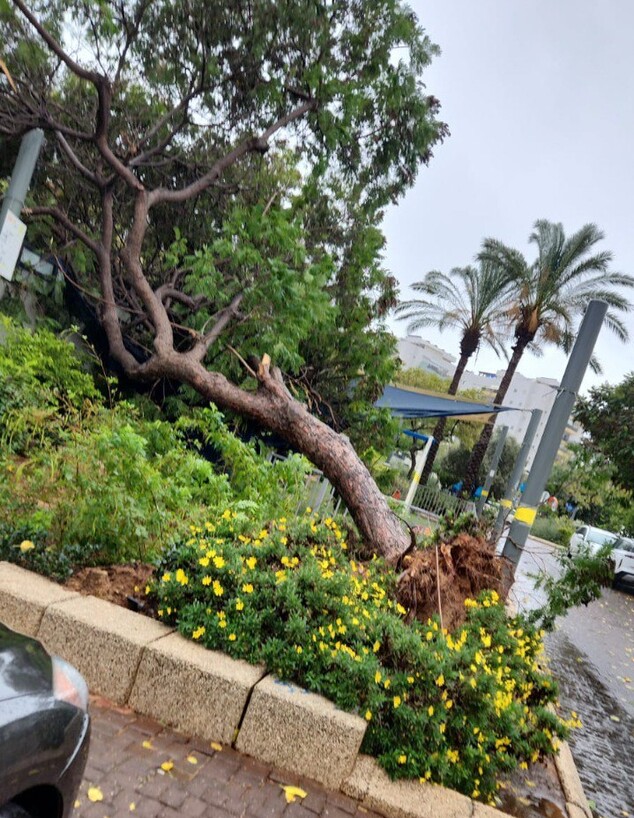 קריסת עץ בראשון לציון קריסת עץ בראשון לציון