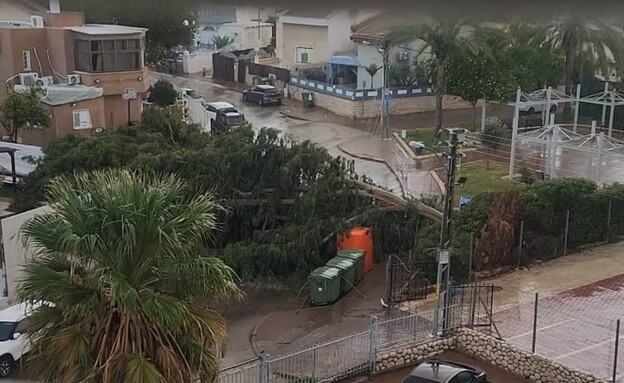 קריסת עץ בבאר שבע קריסת עץ בבאר שבע