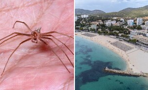 ספרד, עכביש