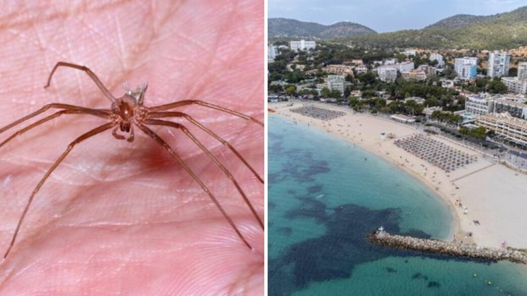 ספרד, עכביש