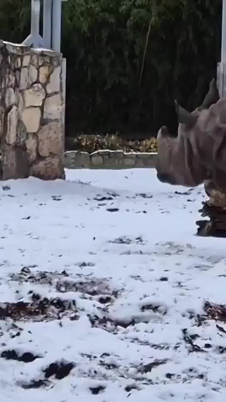 הגודל לא קובע: עופר קטן מגן חיות בפולין החליט לסגור חשבון עם הקרנף