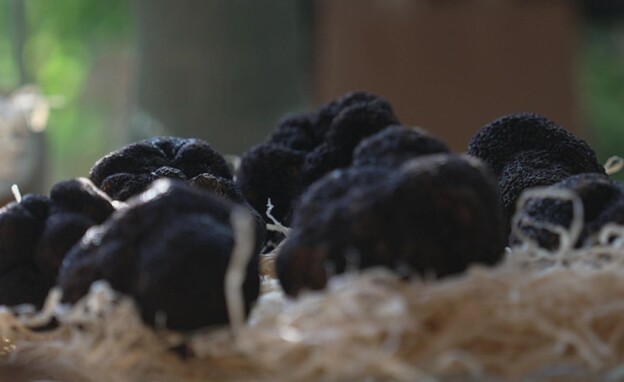 פטריות כמהין