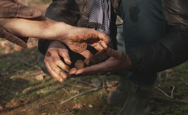 מציאת פטריות ביער