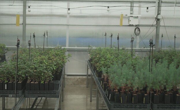 מעבדת הכמהין