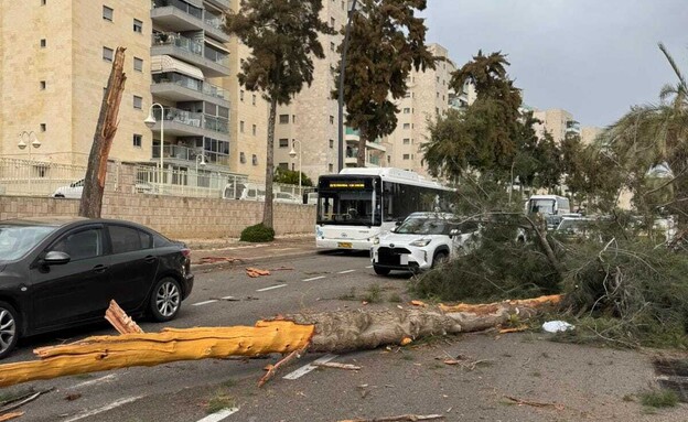 עץ קרס בבני ברק עץ קרס בבני ברק